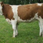Isabella pp (Kilbride Farm Newry x GS Romaf)
