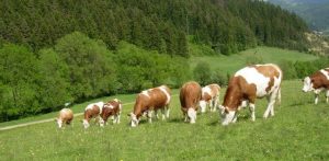 Unsere Rinder genießen den Sommer auf der Weide